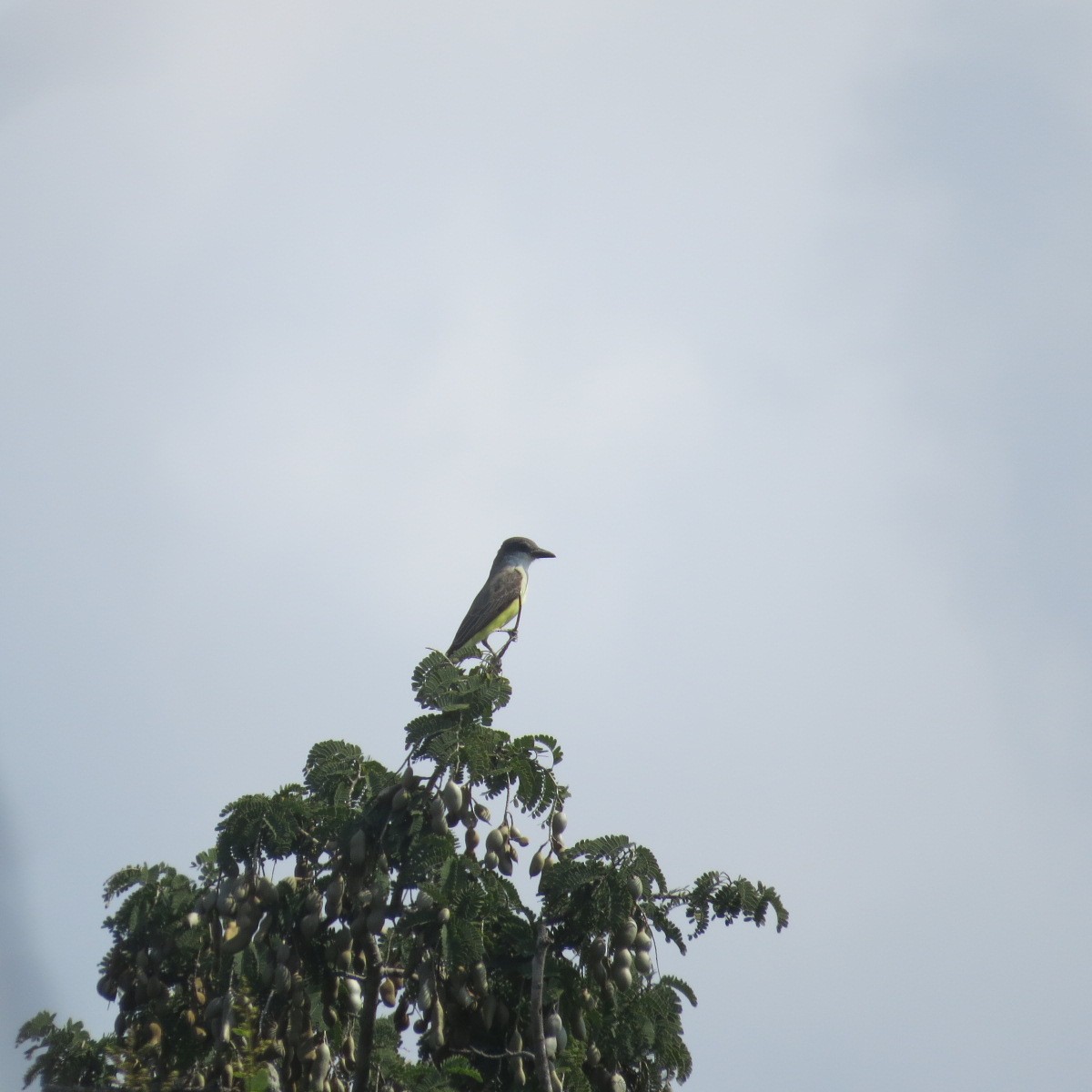 Thick-billed Kingbird - ML646642619
