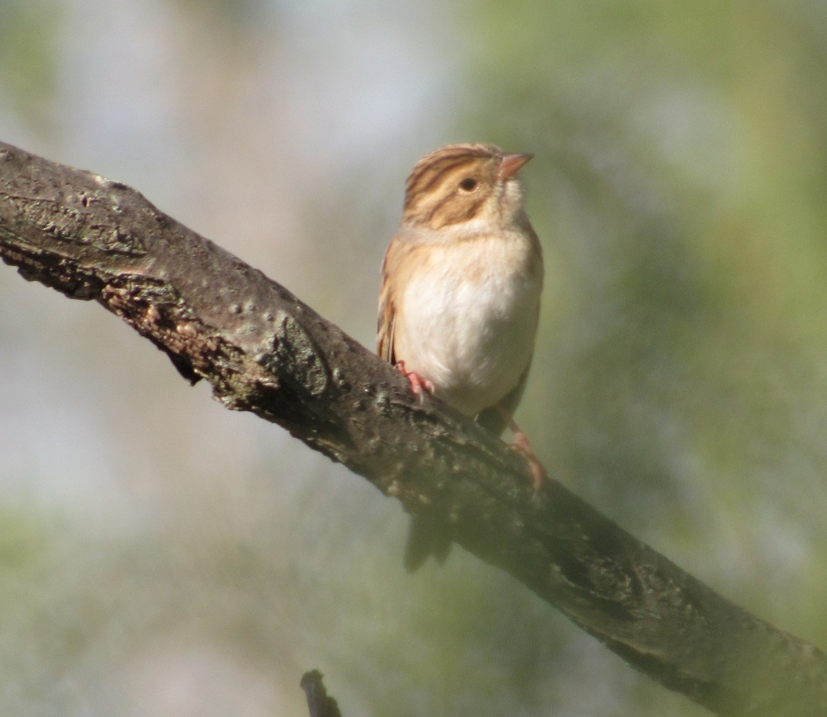 Fahlammer - ML646642620