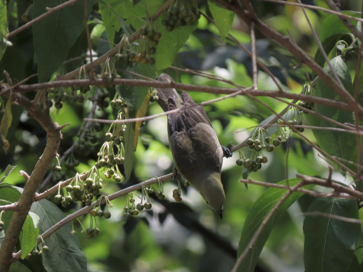 Саяка пальмова - ML646642622