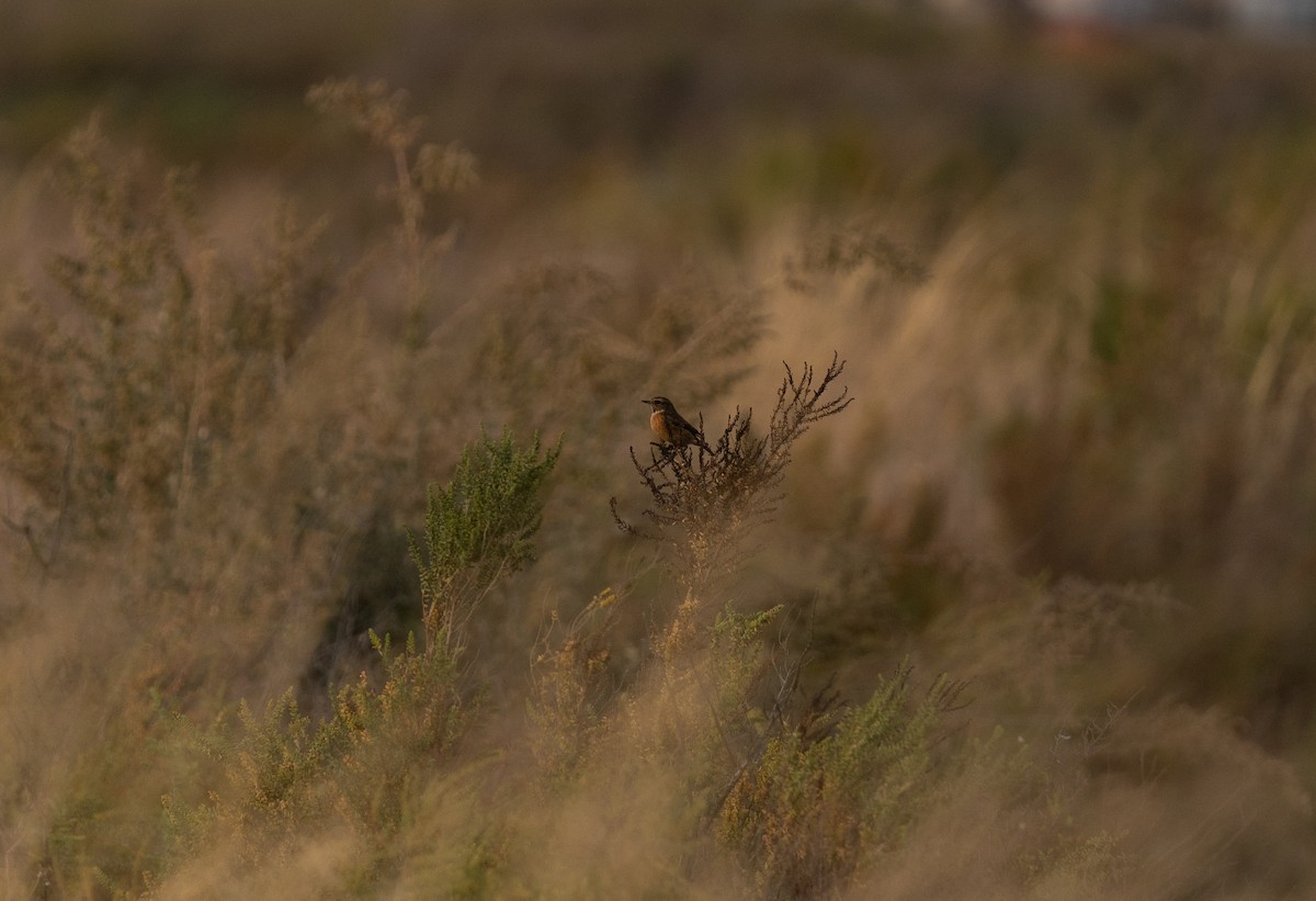 European Stonechat - ML646642623
