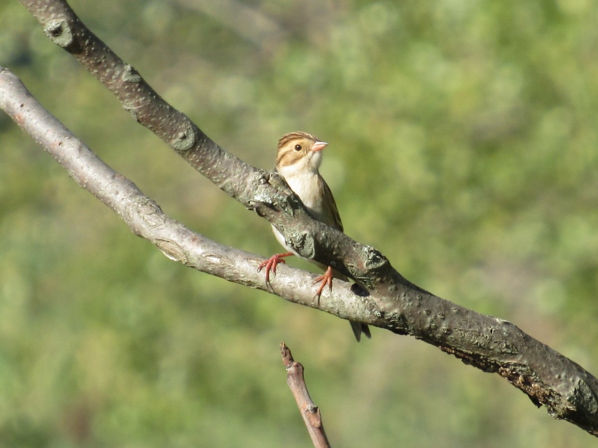 Fahlammer - ML646642624