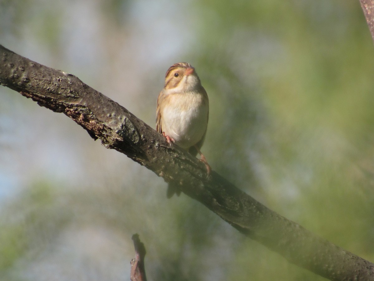 Fahlammer - ML646642625