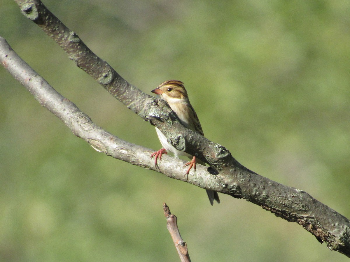 Fahlammer - ML646642626