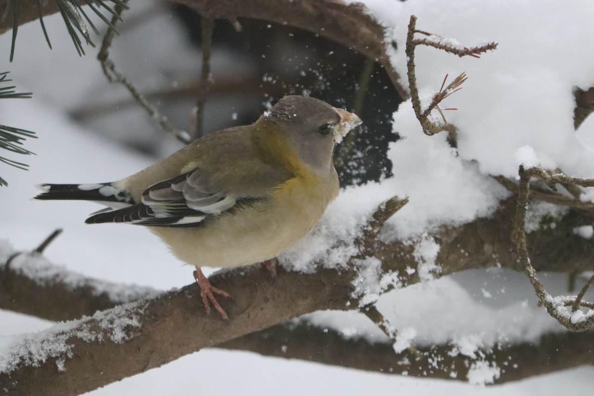 עב-מקור ערב - ML646642628