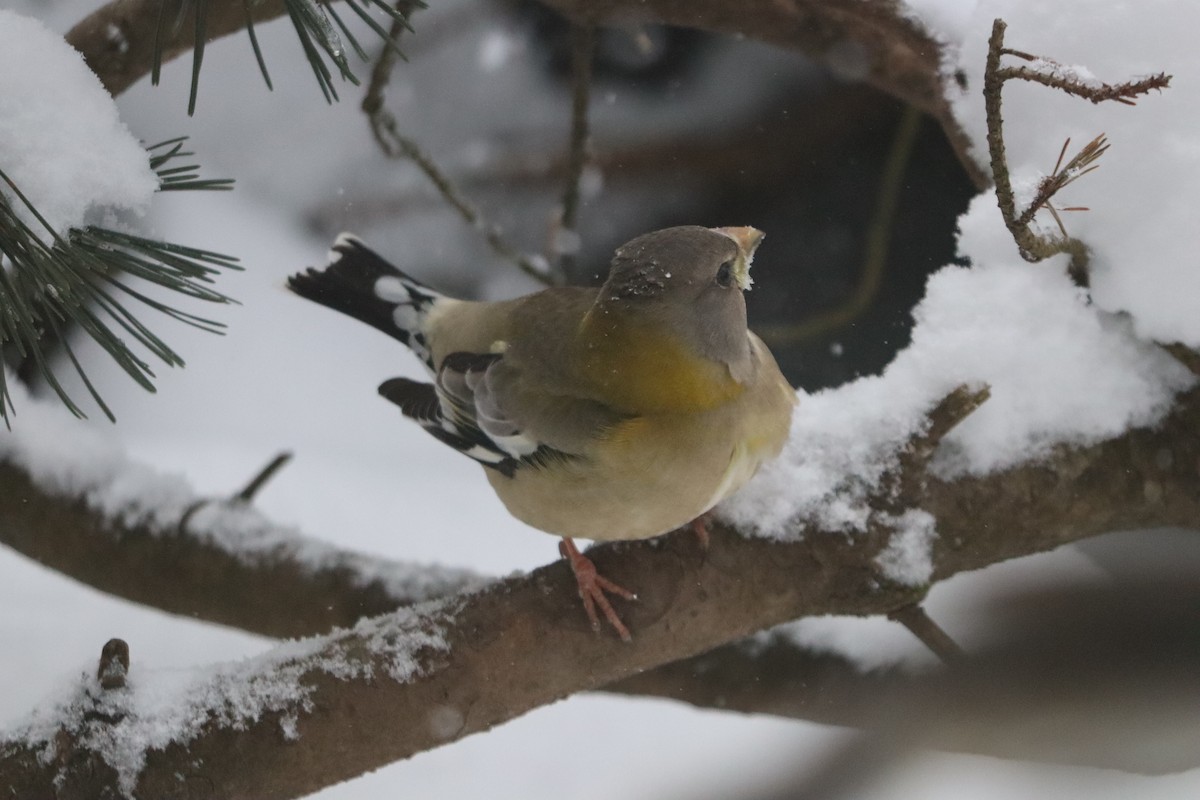 עב-מקור ערב - ML646642629