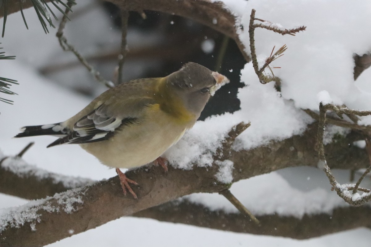 עב-מקור ערב - ML646642630