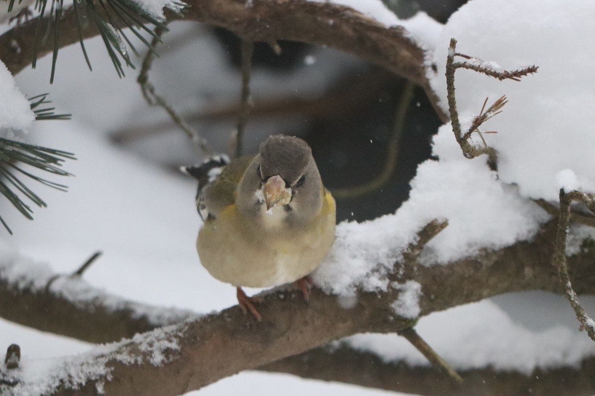 עב-מקור ערב - ML646642632