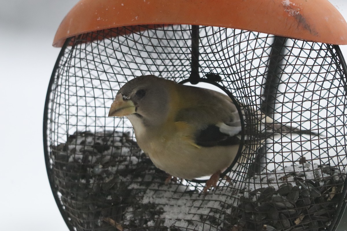 עב-מקור ערב - ML646642633