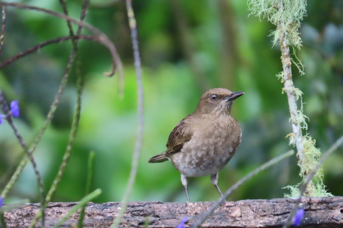 Zorzal Piquinegro - ML646642634