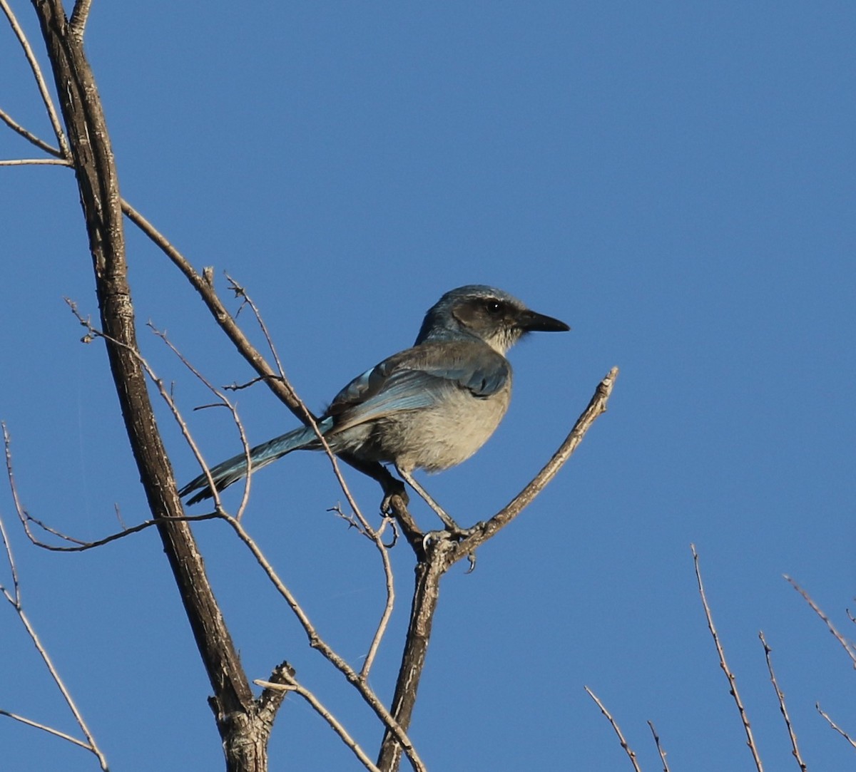 Woodhouse's Scrub-Jay - ML646642636