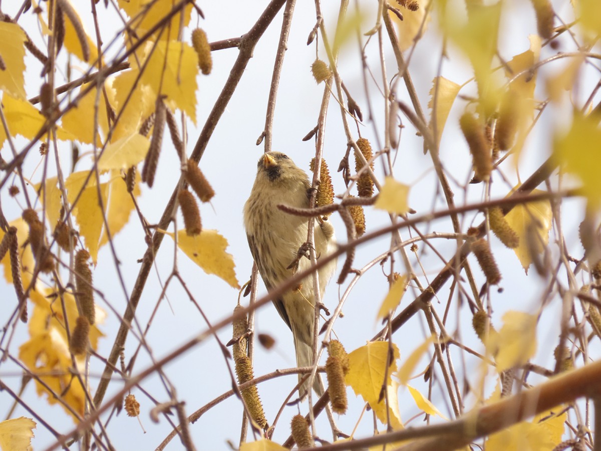Redpoll (Lesser) - ML646642637