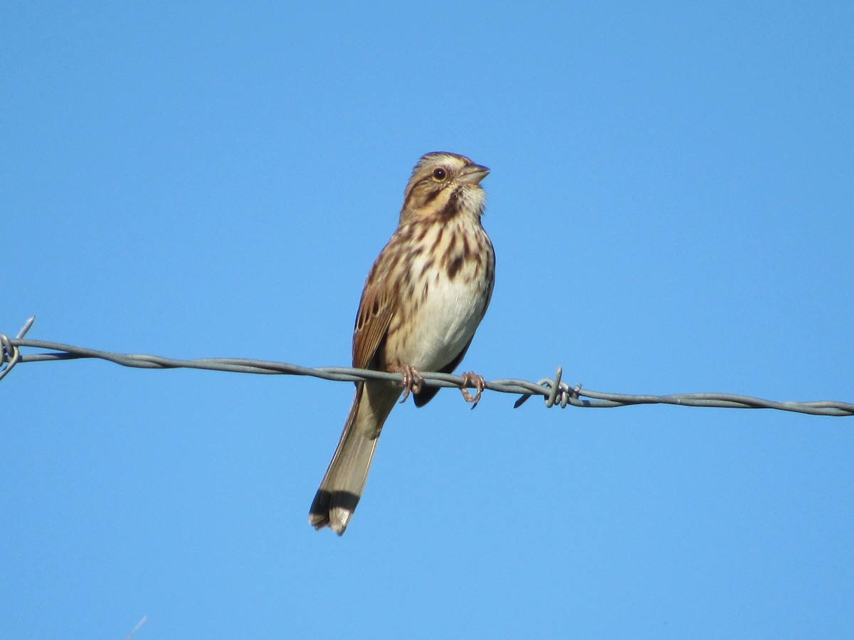 Singammer - ML646642639