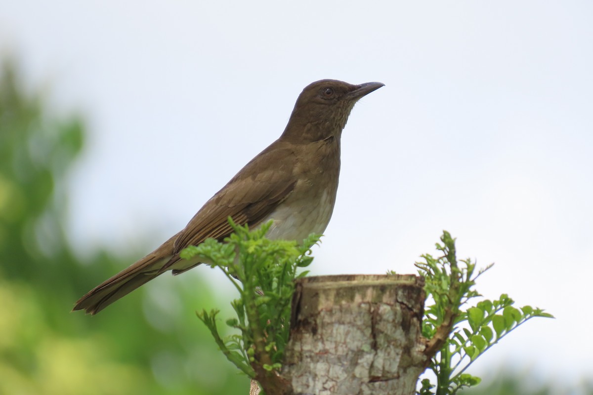 Дрізд чорнодзьобий - ML646642640