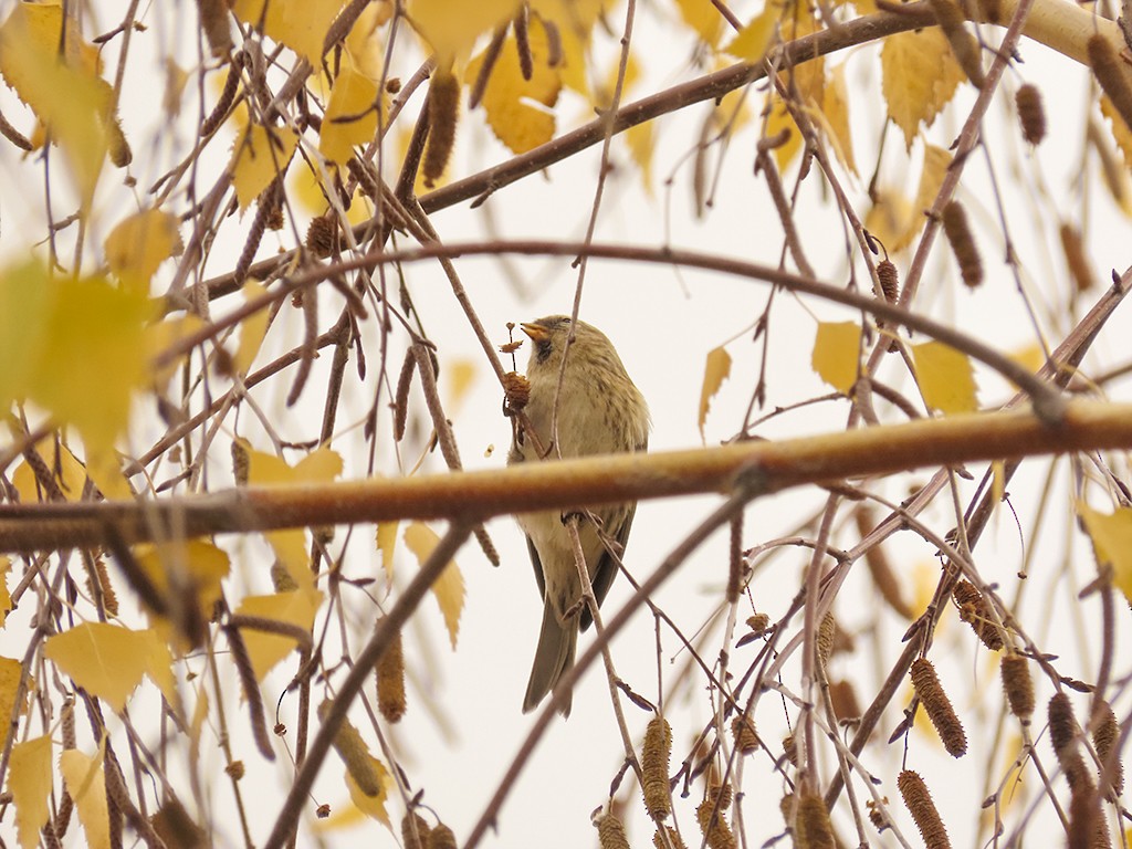 Redpoll (Lesser) - ML646642643