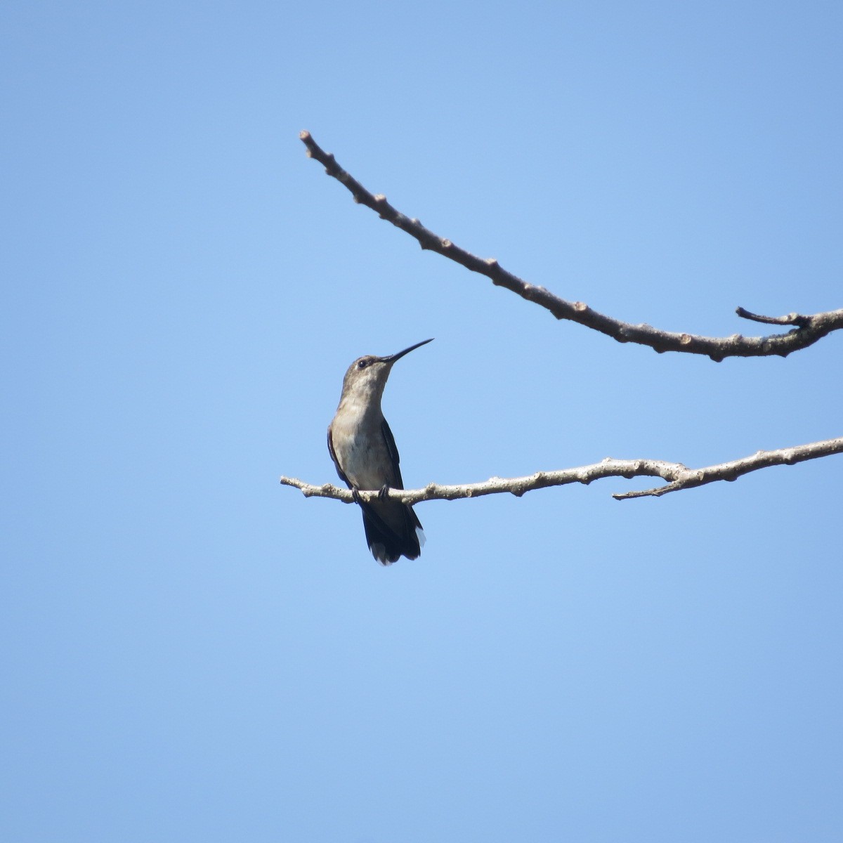 kalypta černobradá - ML646642645