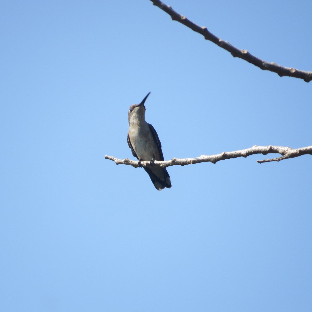 Колібрі фіолетовогорлий - ML646642646