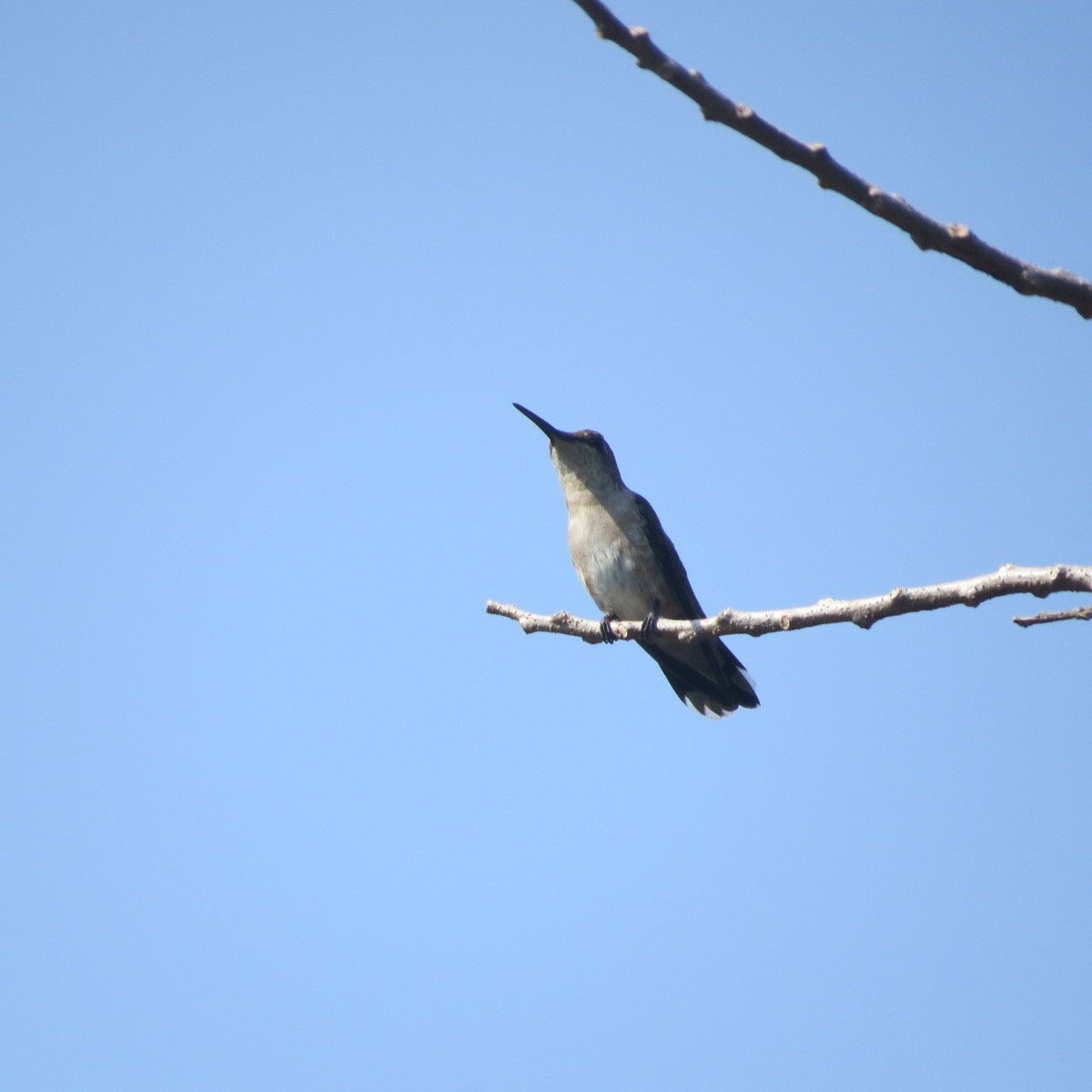 kalypta černobradá - ML646642647