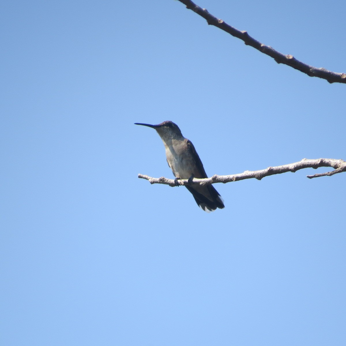 kalypta černobradá - ML646642648