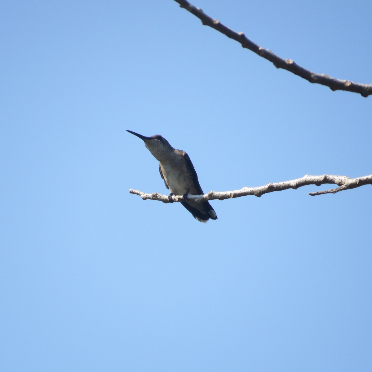 kalypta černobradá - ML646642649