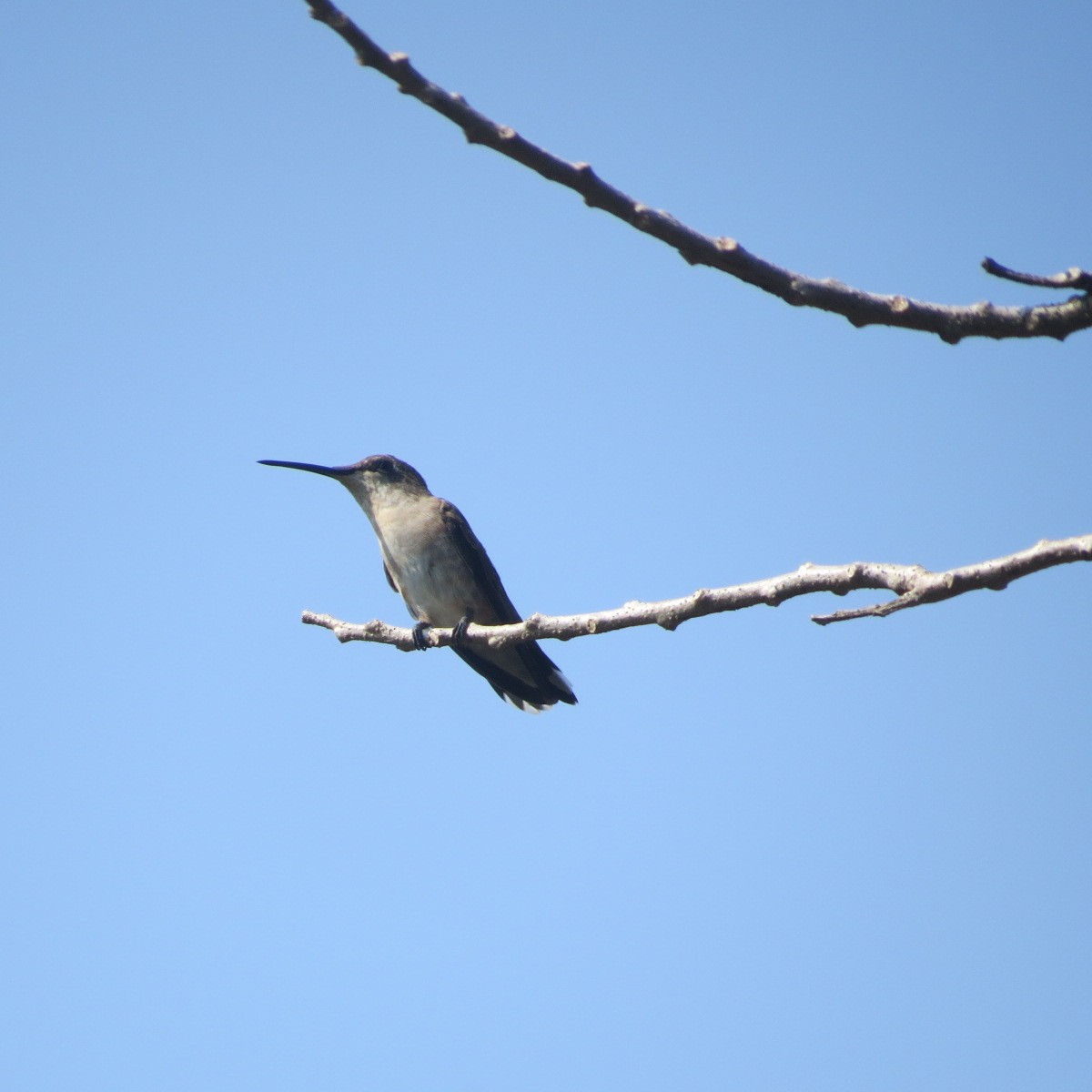 kalypta černobradá - ML646642650