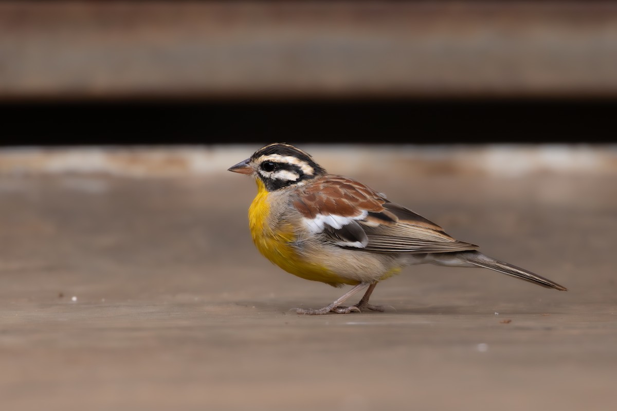 Вівсянка жовточерева - ML646642652