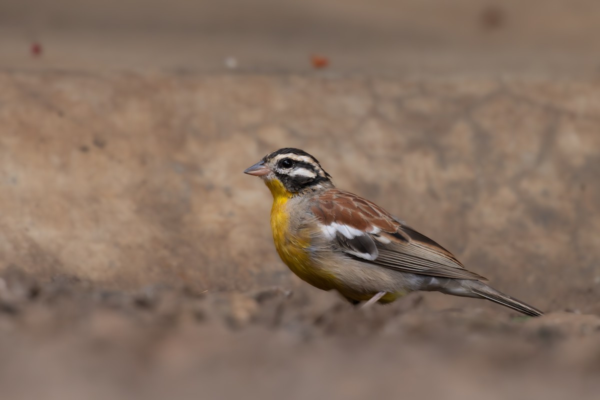 Вівсянка жовточерева - ML646642653