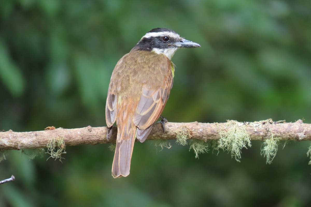Пітанга велика - ML646642655