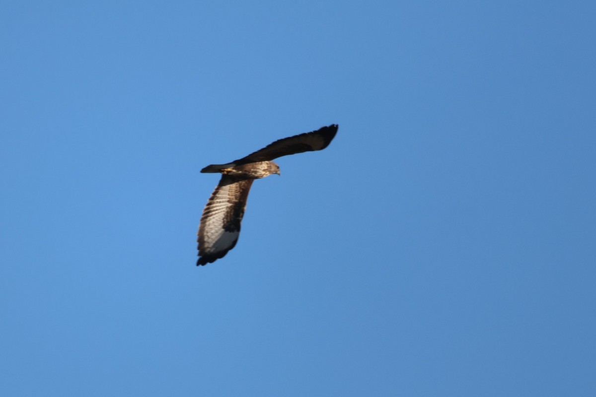 Common Buzzard - ML646642656