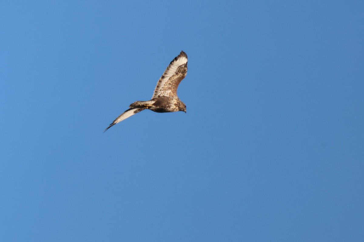Common Buzzard - ML646642657