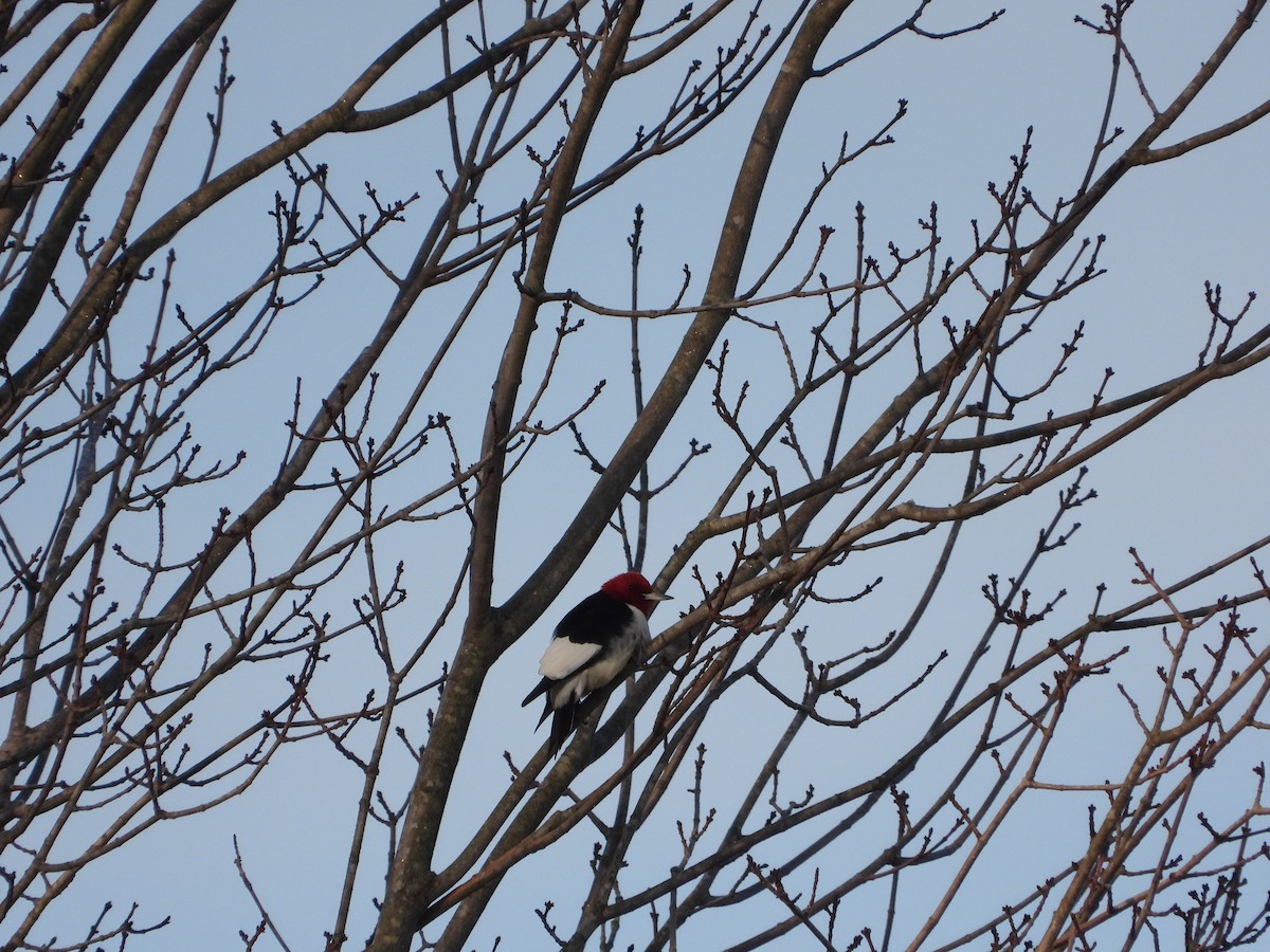 Red-headed Woodpecker - ML646642659
