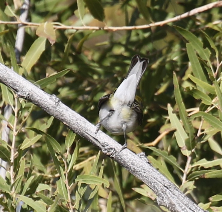 Chestnut-sided Warbler - ML646642660