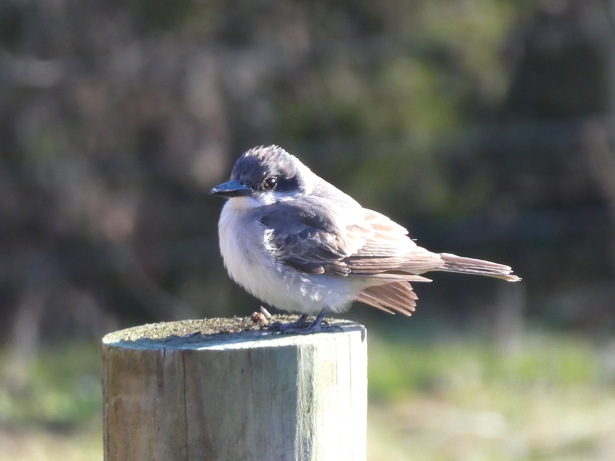 Tirano Dominicano - ML646642661