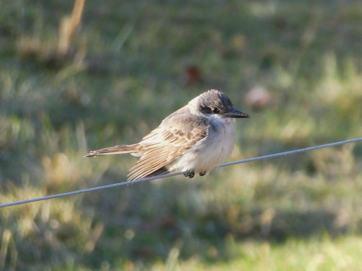 Tirano Dominicano - ML646642662