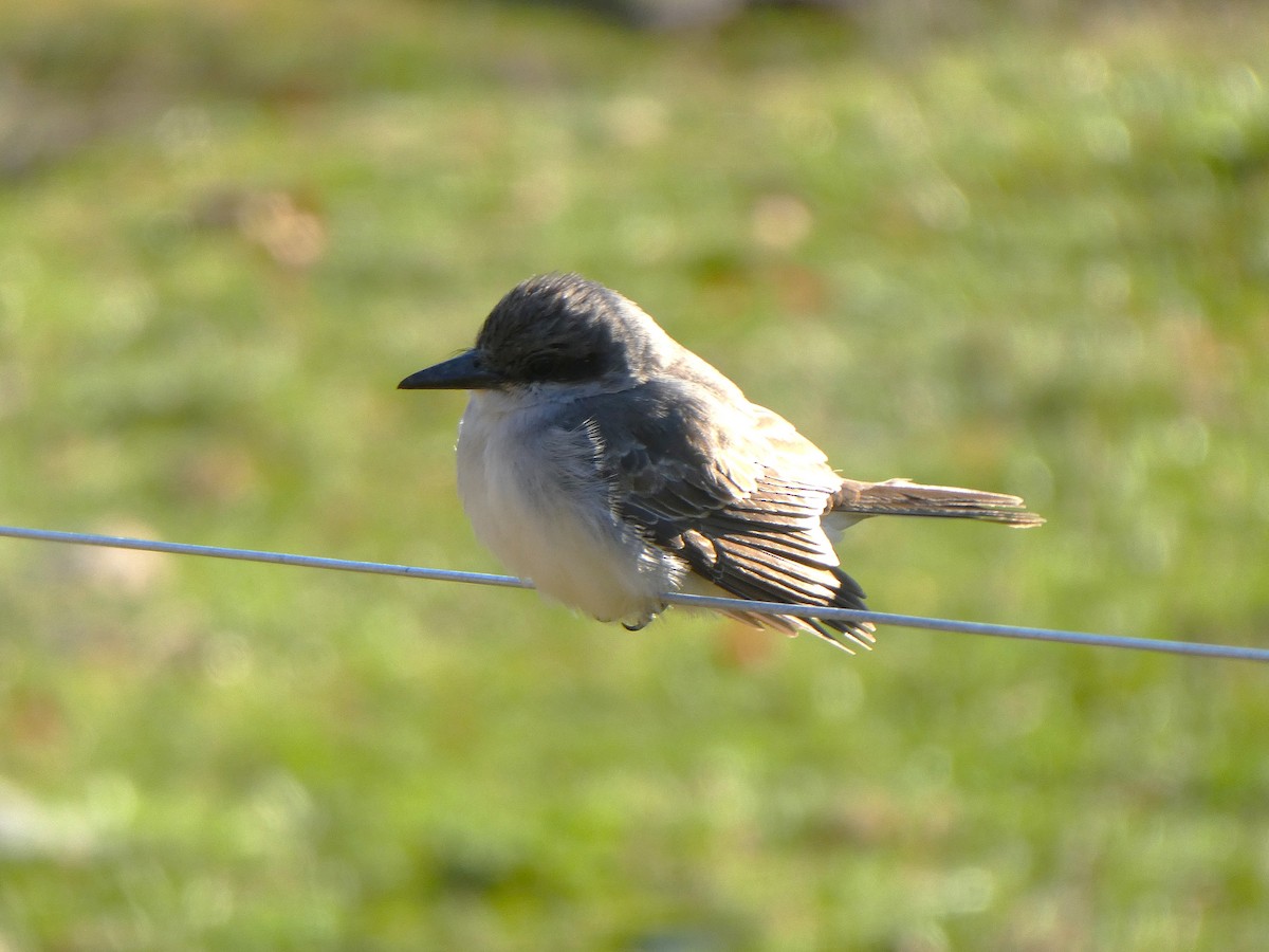 Tirano Dominicano - ML646642663