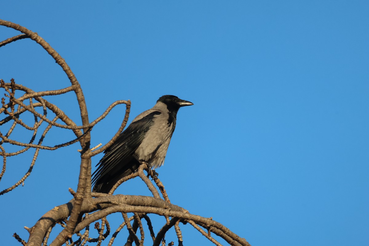 Ворона сіра - ML646642664