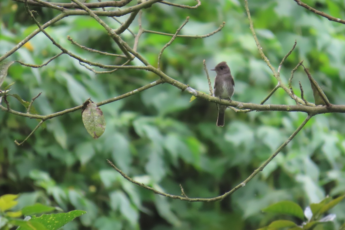 Піві бурий - ML646642666