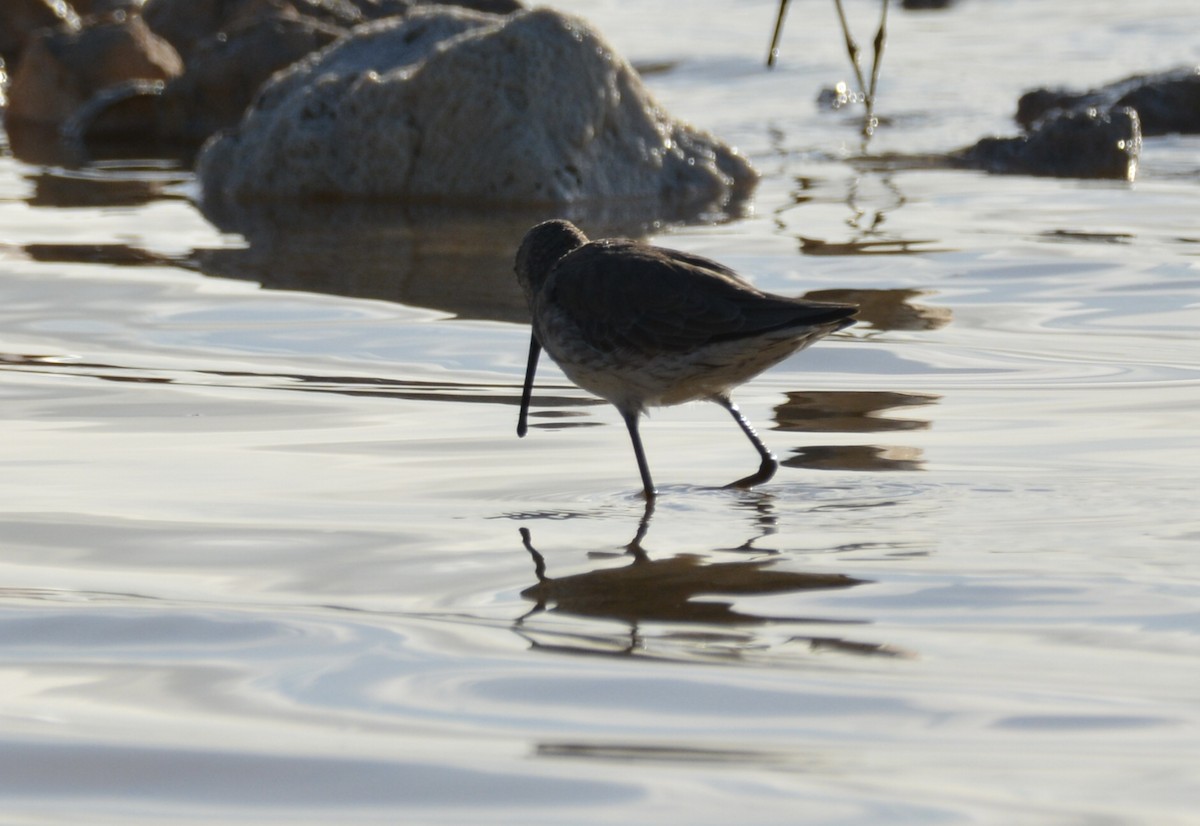 Побережник довгоногий - ML646642667