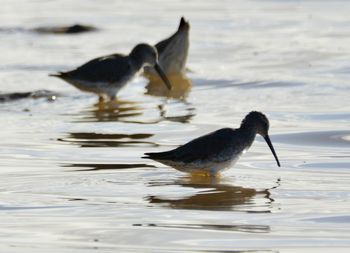 Побережник довгоногий - ML646642668