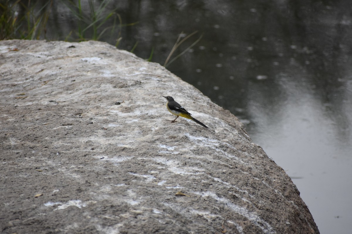 Плиска гірська - ML646642670