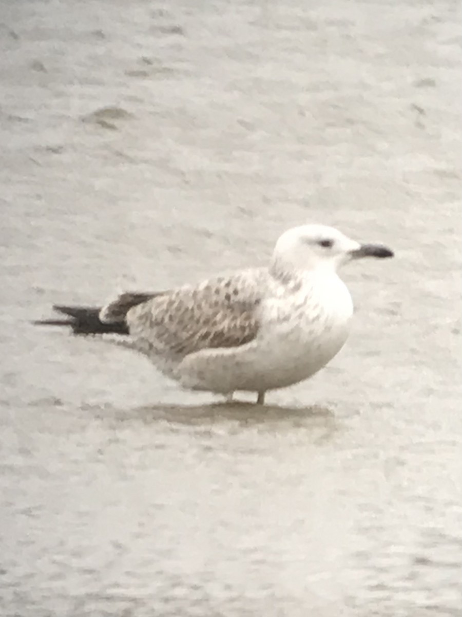 Мартин жовтоногий - ML646642671