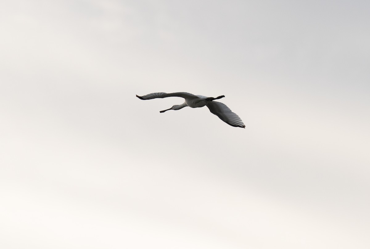 Косар білий - ML646642673