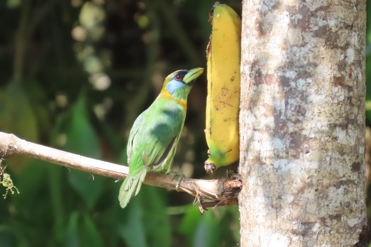 Red-headed Barbet - ML646642674
