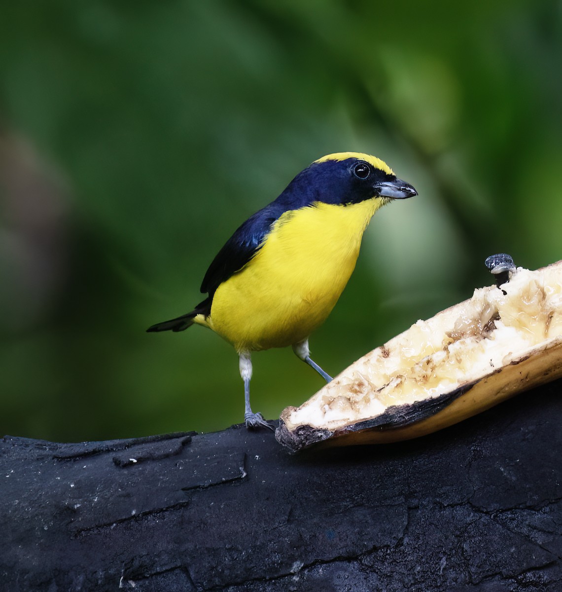 Гутурама західна - ML646642675