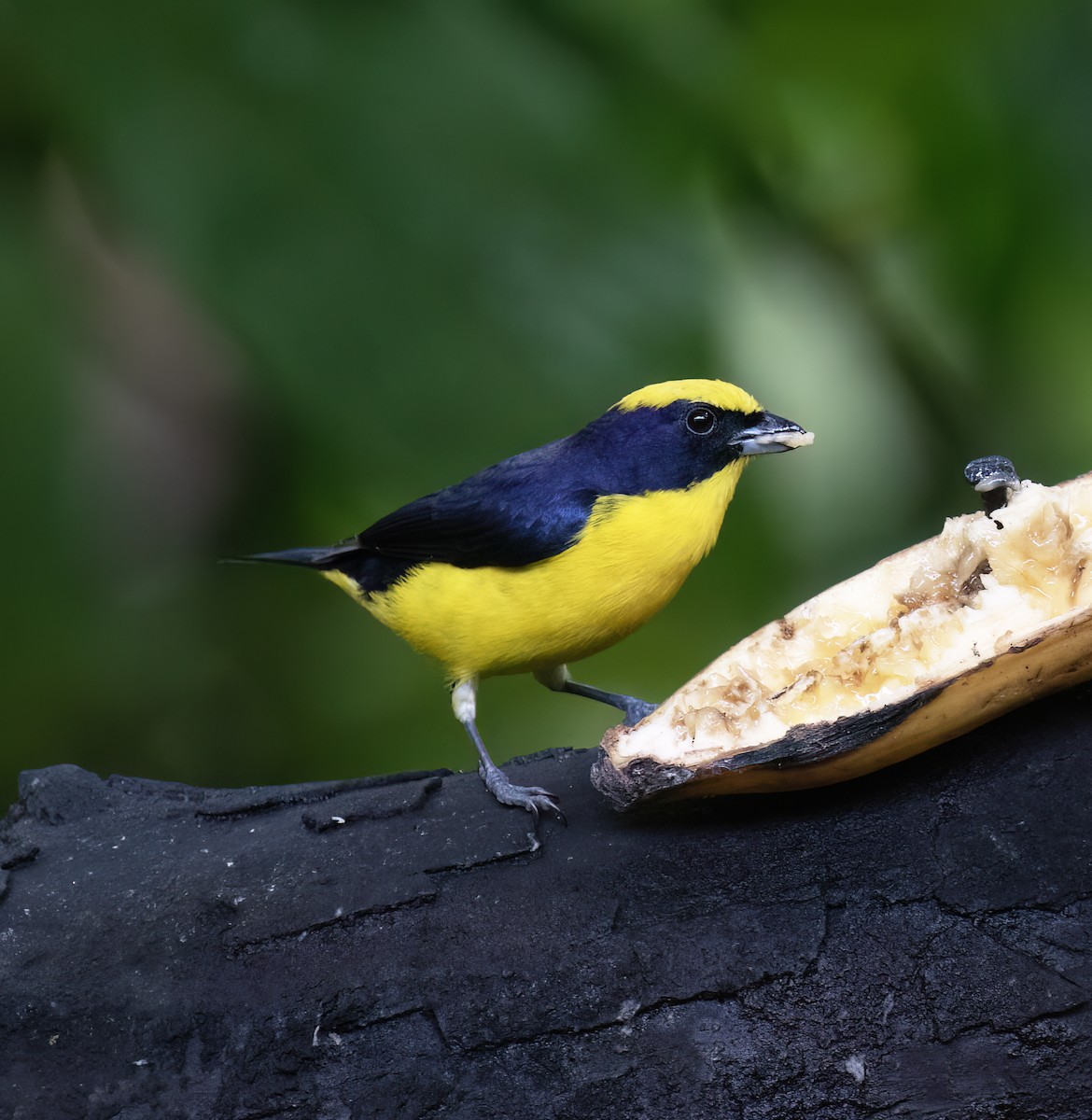 Гутурама західна - ML646642676