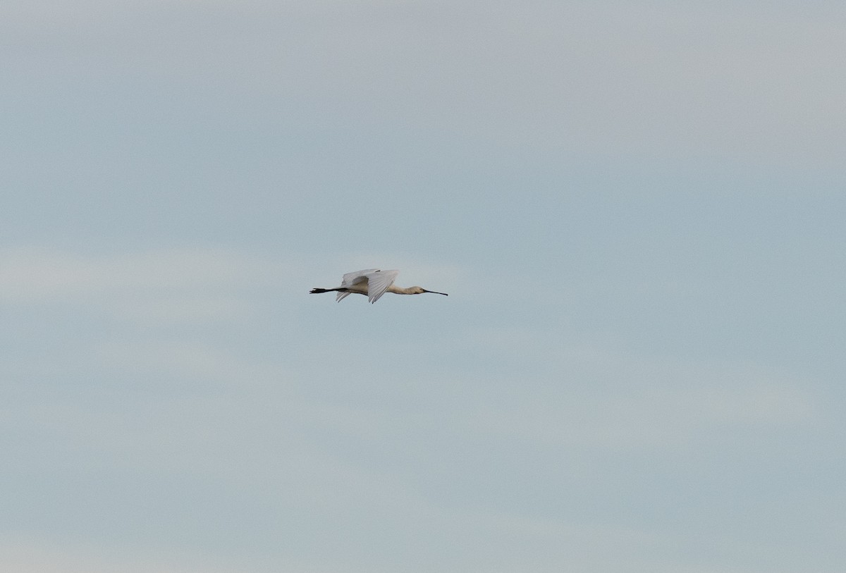 kolpík bílý - ML646642677