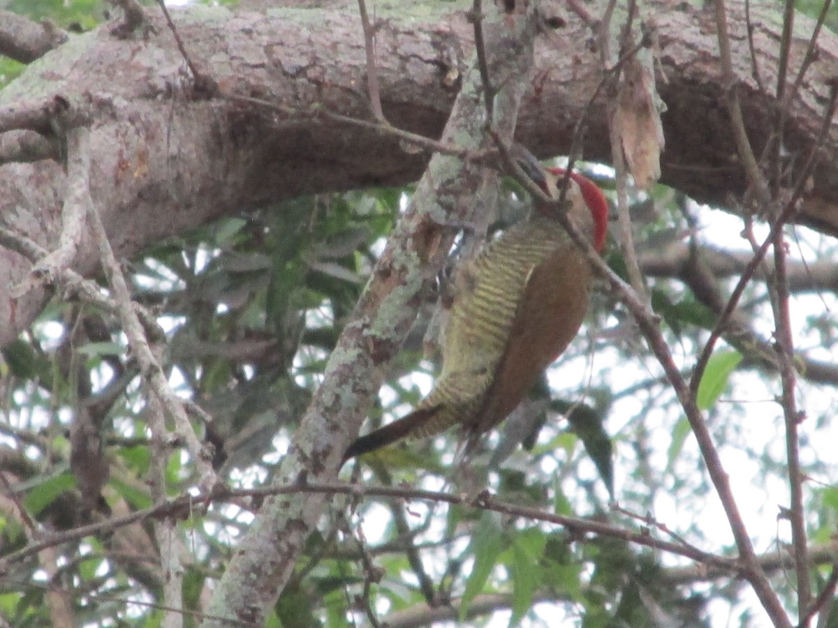 Дятел-смугань оливковокрилий - ML646642678