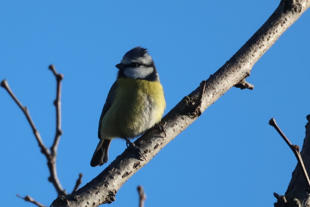 Синиця блакитна - ML646642679