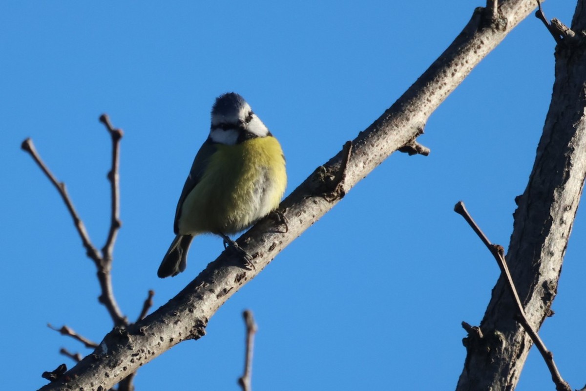 Синиця блакитна - ML646642680