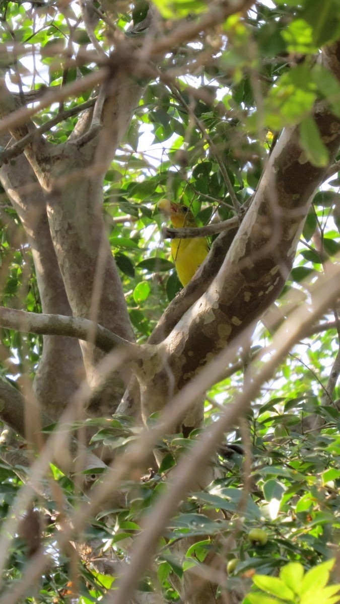 Піранга жовтогуза - ML646642683