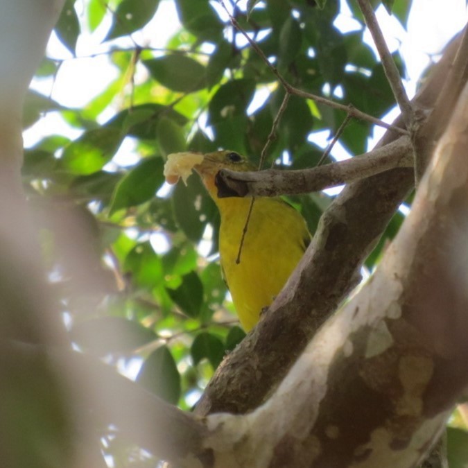 Піранга жовтогуза - ML646642684